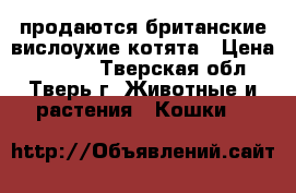 продаются британские вислоухие котята › Цена ­ 3 000 - Тверская обл., Тверь г. Животные и растения » Кошки   